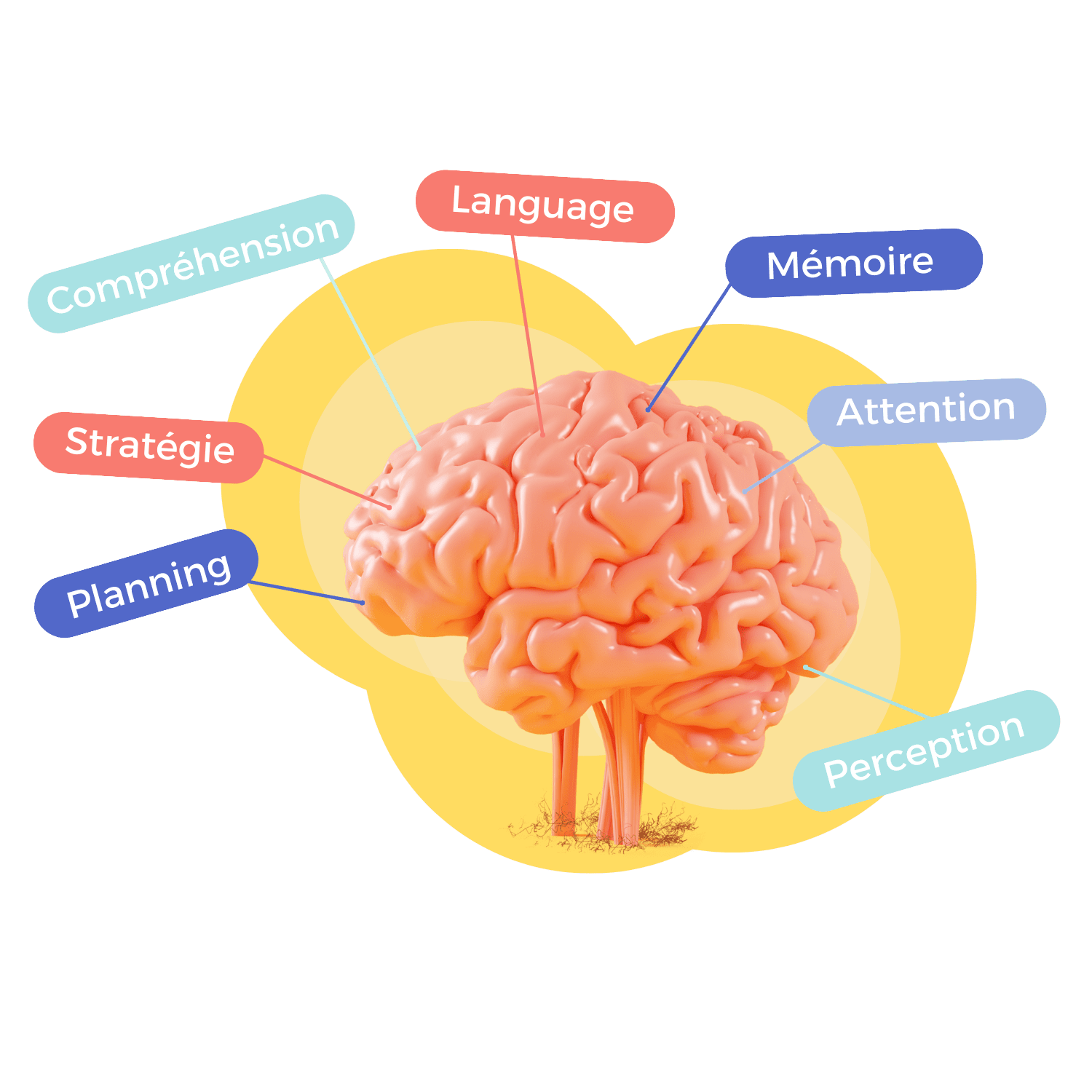 Cerveau DYNSEO avec zones de stimulation