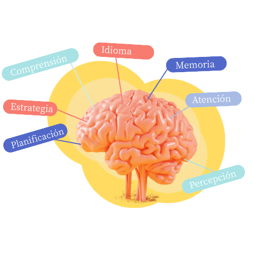 Cerebro DYNSEO con zonas de estimulación